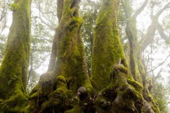 Nothofagus Moorei, Best of all Lookout, Springbrook National Park