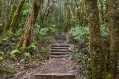 Chemin de randonnée, Springbrook National Park