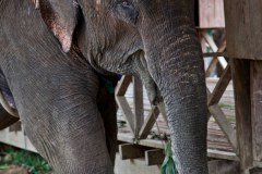 elephant-village-laos2