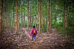 foret-hoify-luang-prabang
