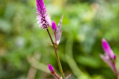 plante-laos2