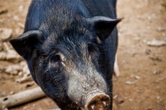 porc-hoify