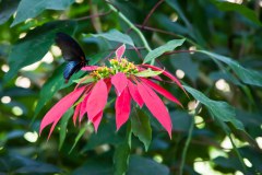 papillon-plante