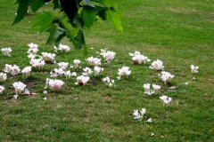 crocus