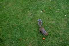 squirrel