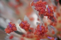 img_9333_1