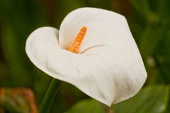 img_9530_1