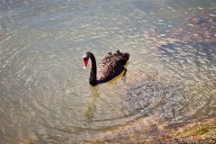 Un cygne noir (Black Swan)