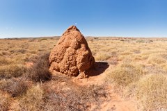 Panoramique, termitières au coeur de Cape Range