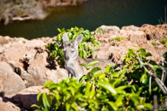 Kangourou au réveil, Yardie Creek