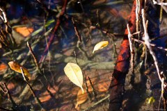 Mangrove de... Mangrove Bay