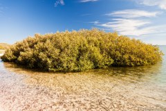 Végétation de Mangrove Bay