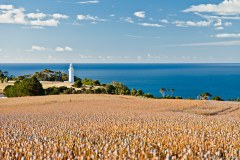Le phare de Table Cape et son champs de tulipes
