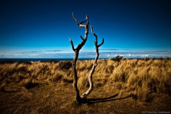 Arbre en haut du Nut, Stanley