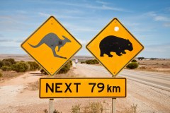 Attention aux kangourous et aux wombats !