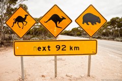 Attention aux kangourous, aux wombats, et... Aux chameaux sauvages !
