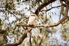 Kookaburra sur sa branche, parc de Floreat