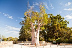 Baobab de Kings Park