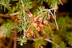 Plante, jardin botanique, Kings Park