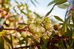 Plante, jardin botanique de Kings Park