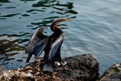 Cormoran au bord de la rivière