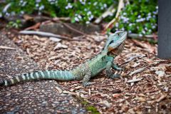 Australian Water Dragon, Canberra