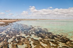 Les stromatolites d'Hamelin Pool