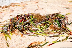 Les algues, maillon essentiel dans l'écosystème de Shark Bay