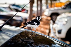 Oiseau sur une voiture