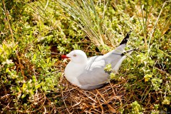 Mouette couveuse, Penguin Island, Rockingham