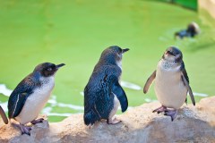 Pingouins, Penguin Island, Rockingham