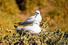 Mouettes, Penguin Island