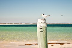 Oiseau, Penguin Island