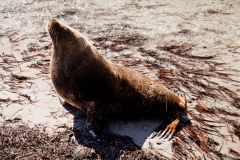 Sammy the Sealion, Esperance