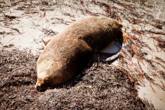 Sammy le lion de mer, Esperance