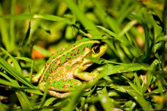 Grenouille, Middleton Beach, Albany