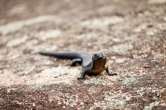 Gros lézard qui s'approche et nous regarde, Albany