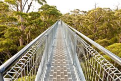 Tree Top Walk, Valley of the Giants