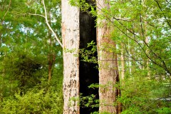 Tingle Tree, Valley of the Giants