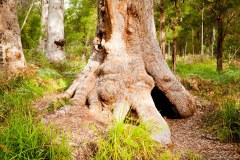 Grand Mother Tree, Valley of the Giants