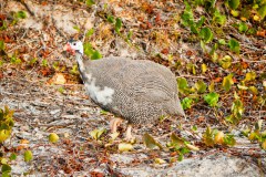 Pintade, D'entrecasteaux National Park
