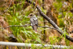 Cockaburra, Cockaburra sur sa branche, Beedelup National Park