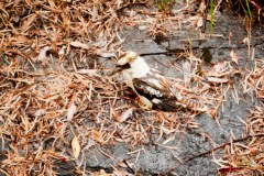 Cockaburra, Beedelup National Park