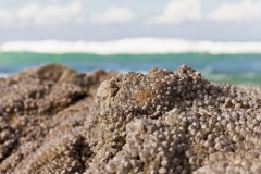 Plage, Point Lookout
