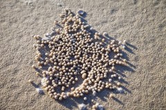 Billes de sable, plage de Point Lookout