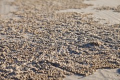 Billes de sable, plage de Point Lookout
