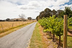 vignes1