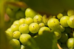 vignes2