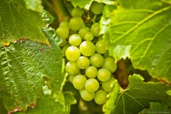 vignes3