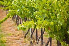 vignes4